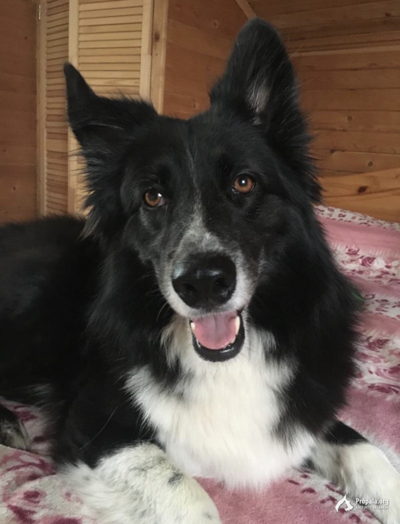 Пропала собака Новая Москва КП Ильичевка, д. Губцево