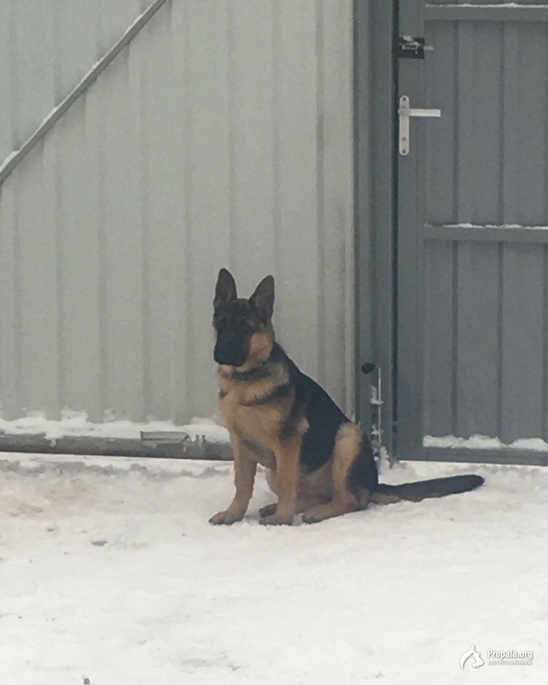 Пропал щенок!!!!