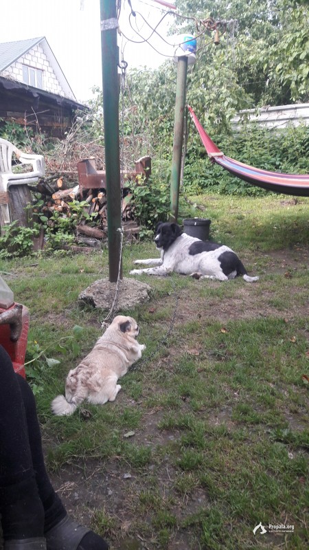 Пропала собака мопс в деревне чепелево д. 17