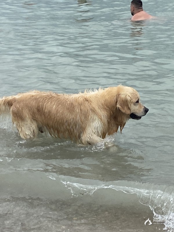 Найден лабрадор-ретривер