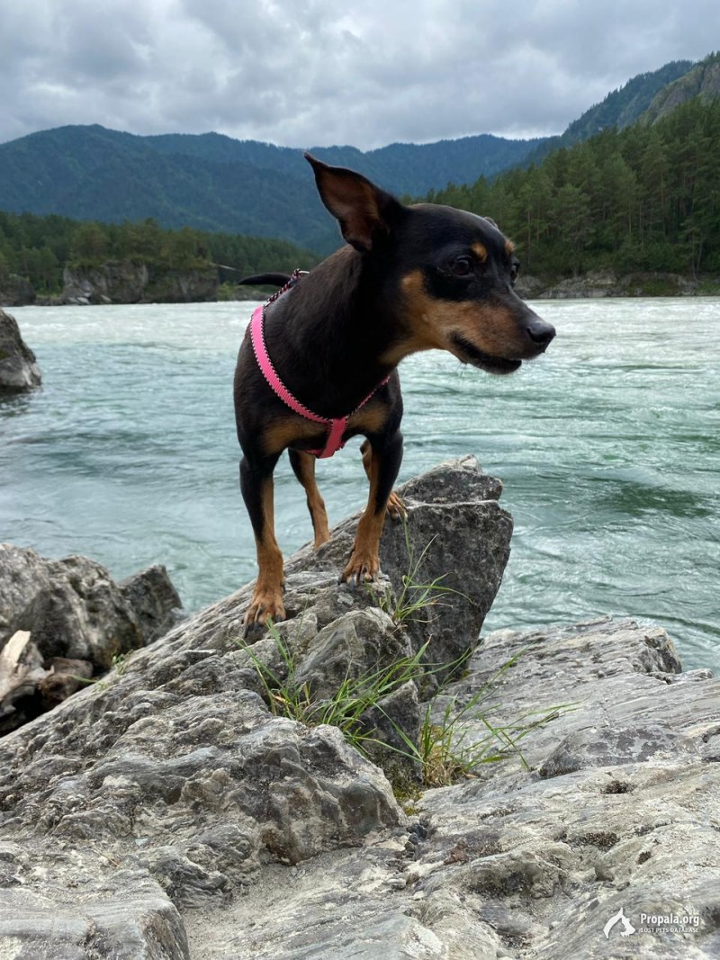 Пропала собака.