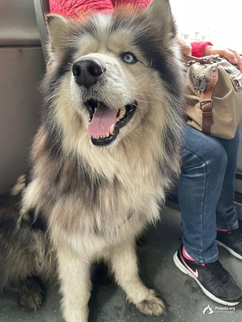 была замечена собака!