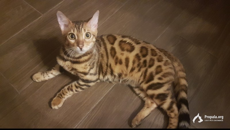 Пропала кошка