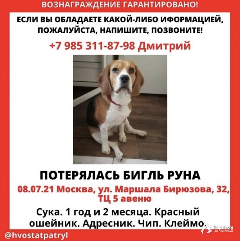 пропала собака девочка бигль с красным ошейником