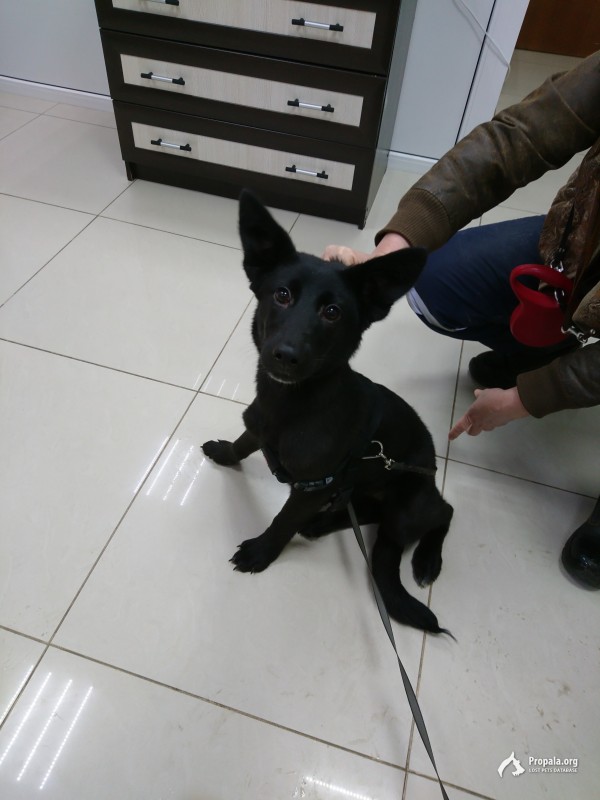 Найдена девочка 7-8 месяцев