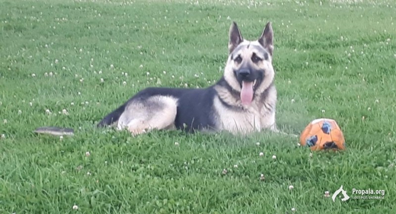 Пропала собака