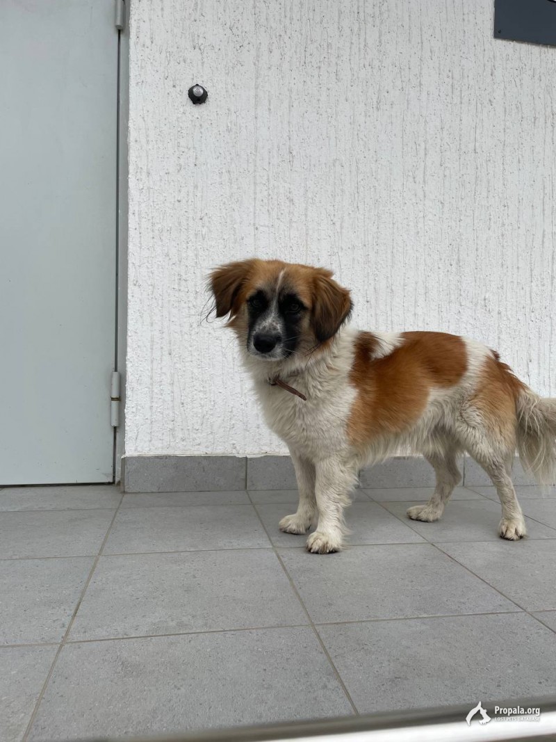 Найдена собака ЖК Южане Кобель, коричневый ошейник