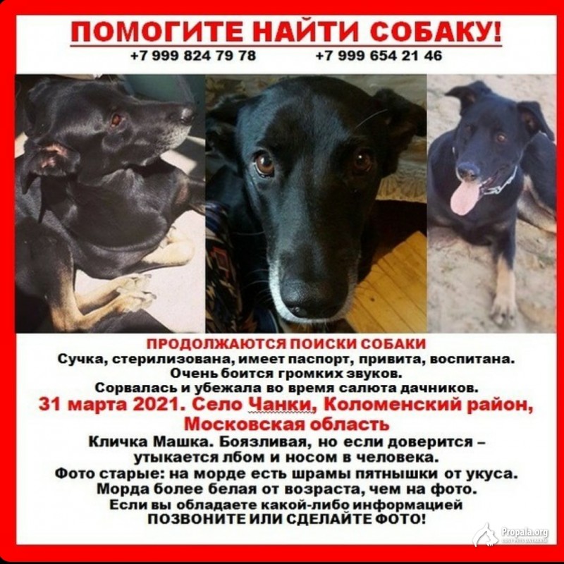 Пропала Машка