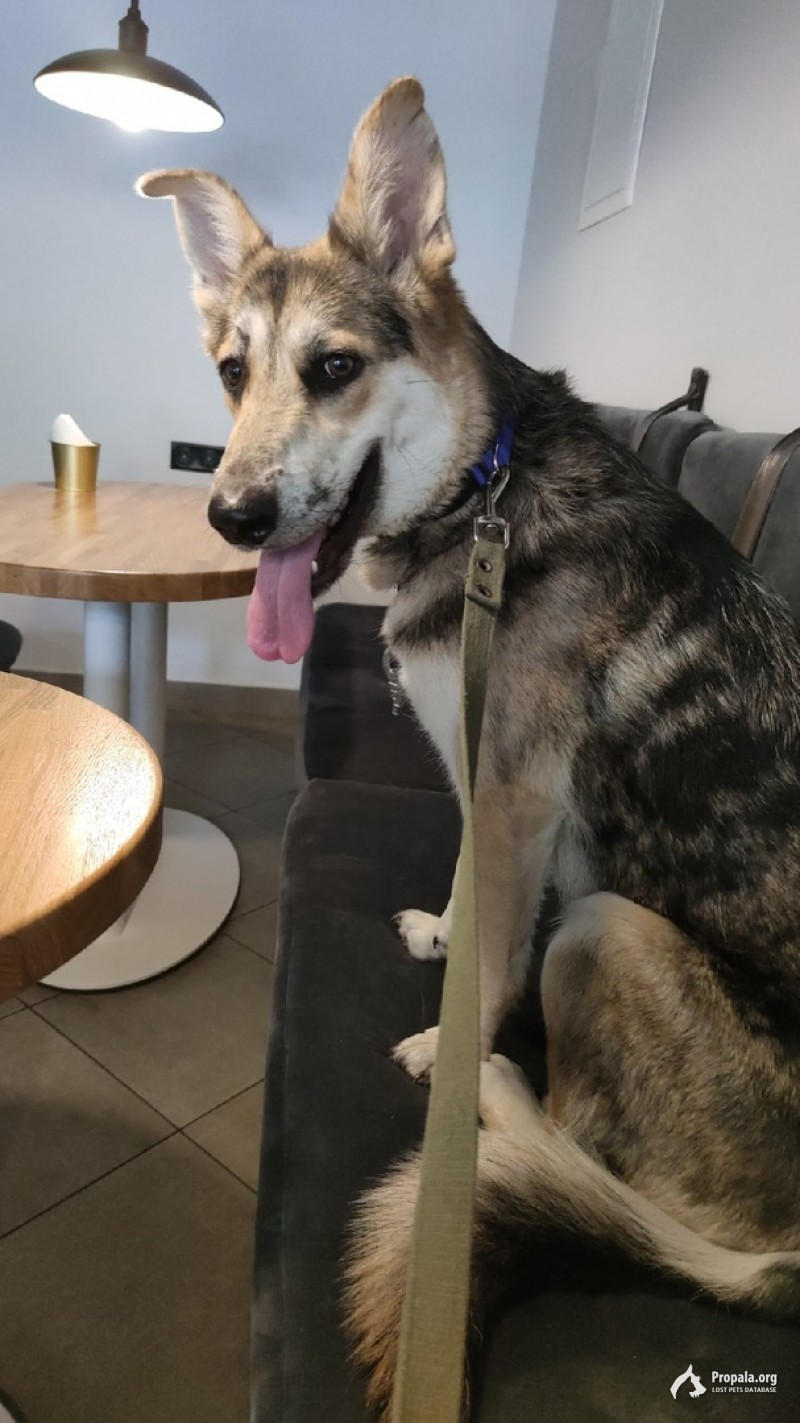 НАЙДЕНА СОБАКА г. МОСКОВСКИЙ, САЛАРЬЕВО (ТиНАО и ЮЗАО)