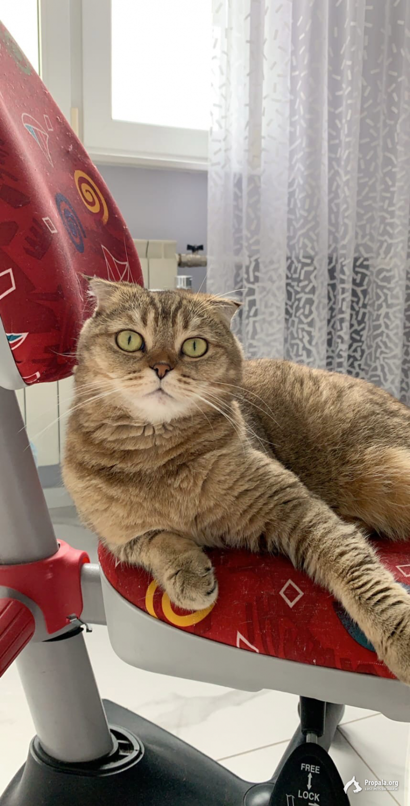 Пропала кошка