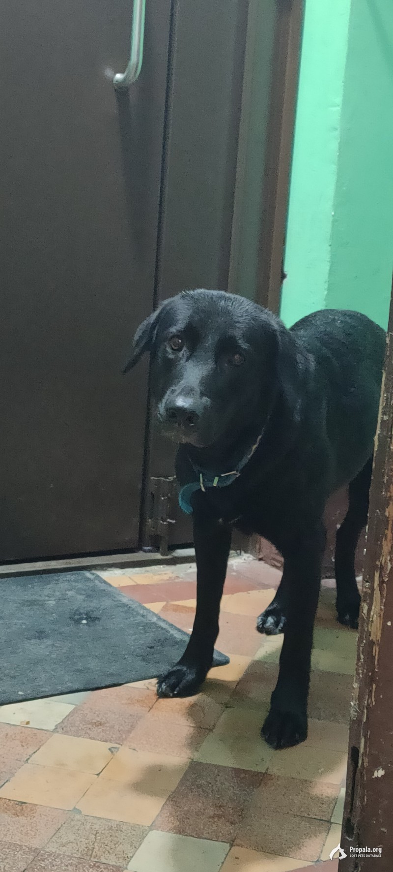 Девочка, голубой ошейник, гуляет по виду давно