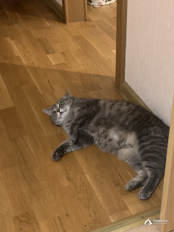 Пропала Кошка. Зеленоград