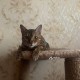 Пропала бенгальская кошка