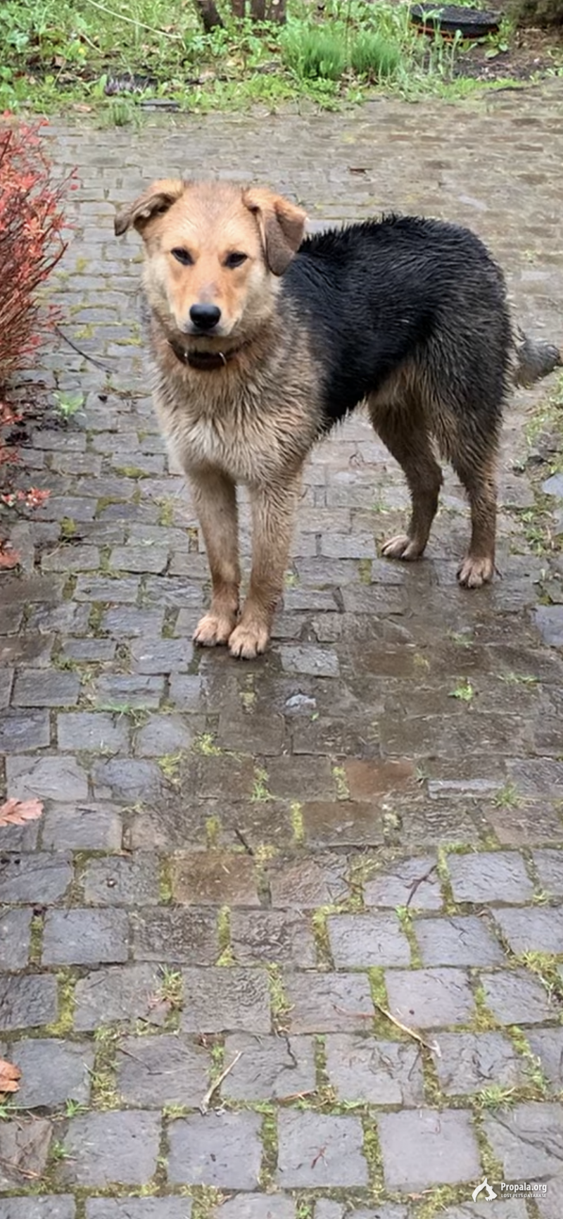 Найдена собака