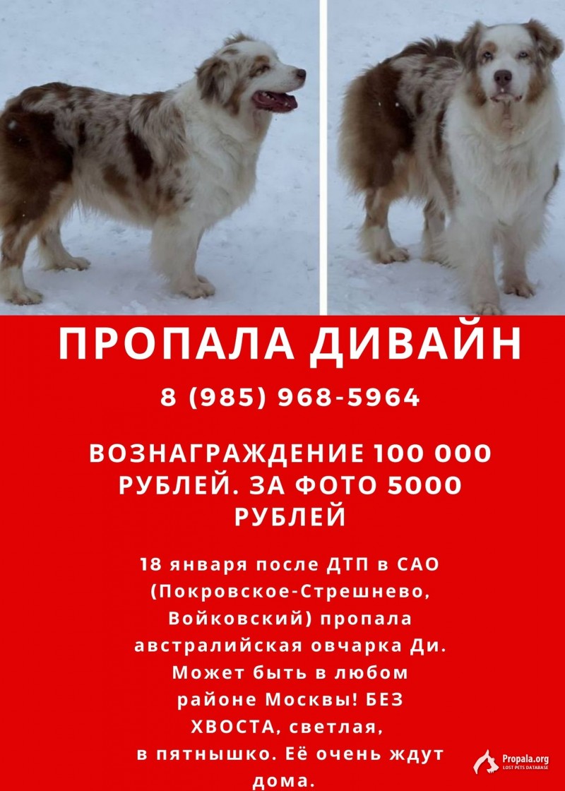 ПРОПАЛА АУССИ ДИВАЙН