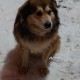 Нашлась собака в районе Тимирязевского метро 