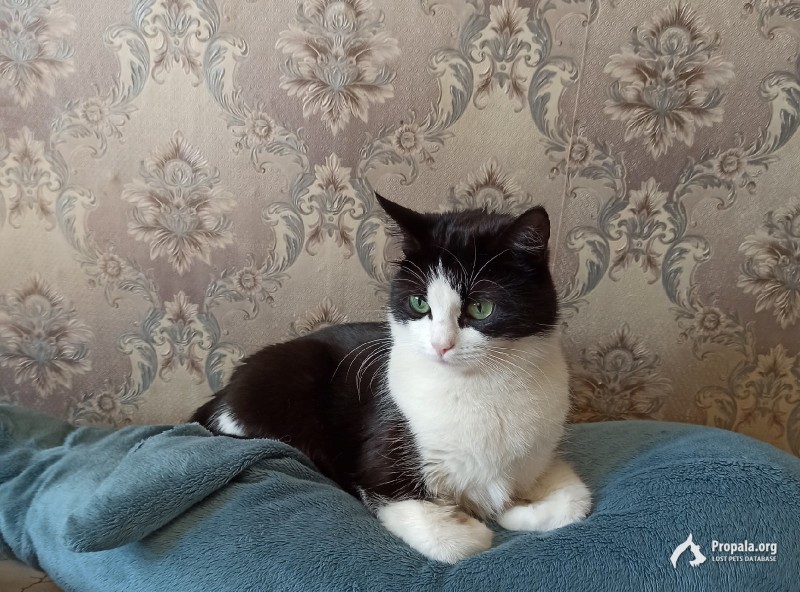 24.10.21 В Кировском районе СПб на ул. Новостроек д.10