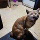 Потерялся рыжий кот!