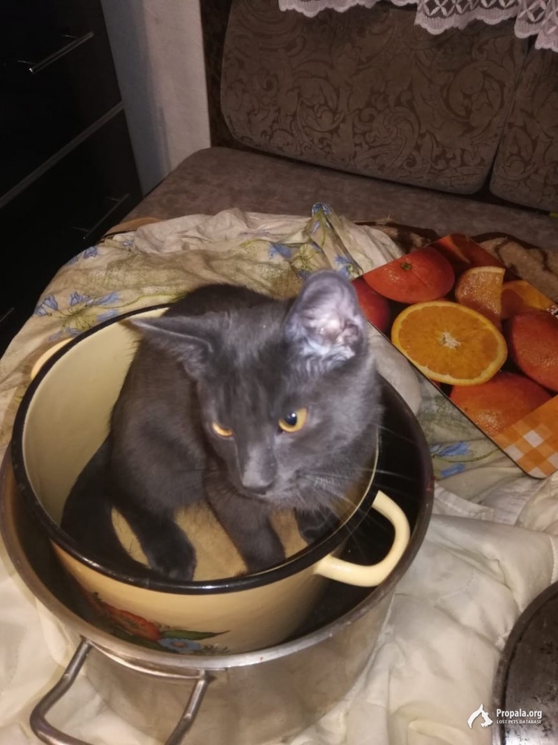 Пропал кот!