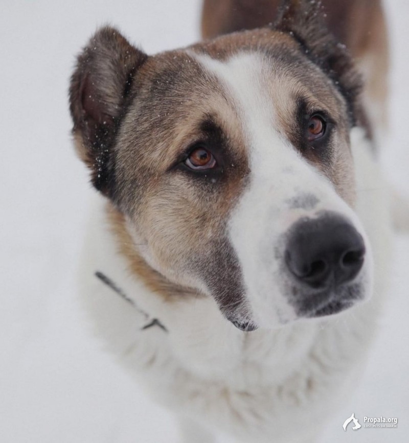 Отдам в добрые руки АЛАБАЯ!!!