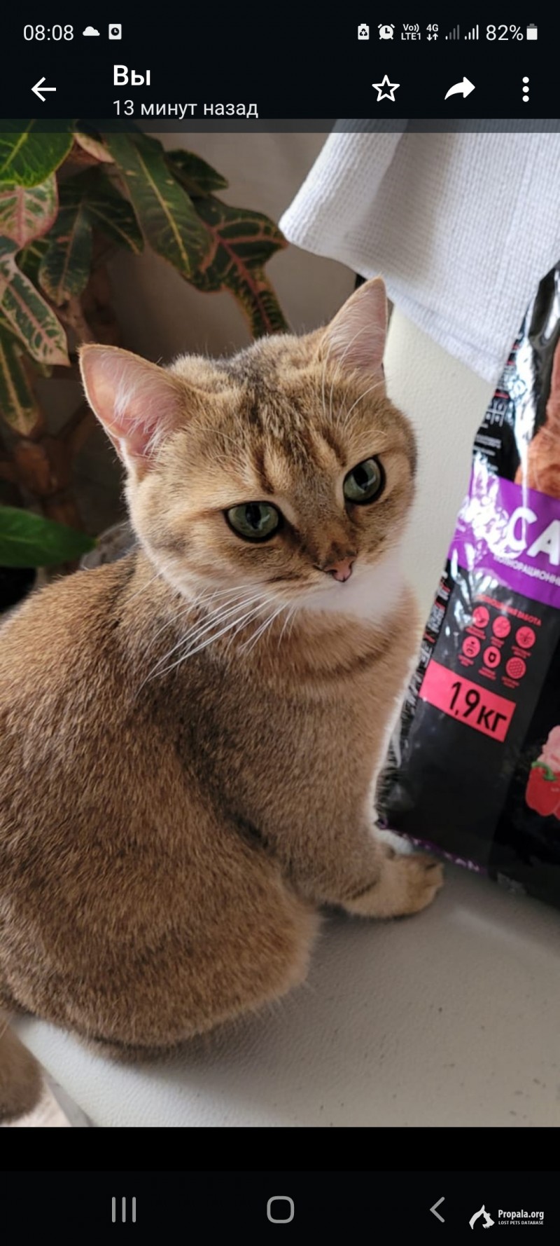 Пропал кот.