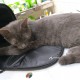 Молодой и добрый котёнок в хорошие руки