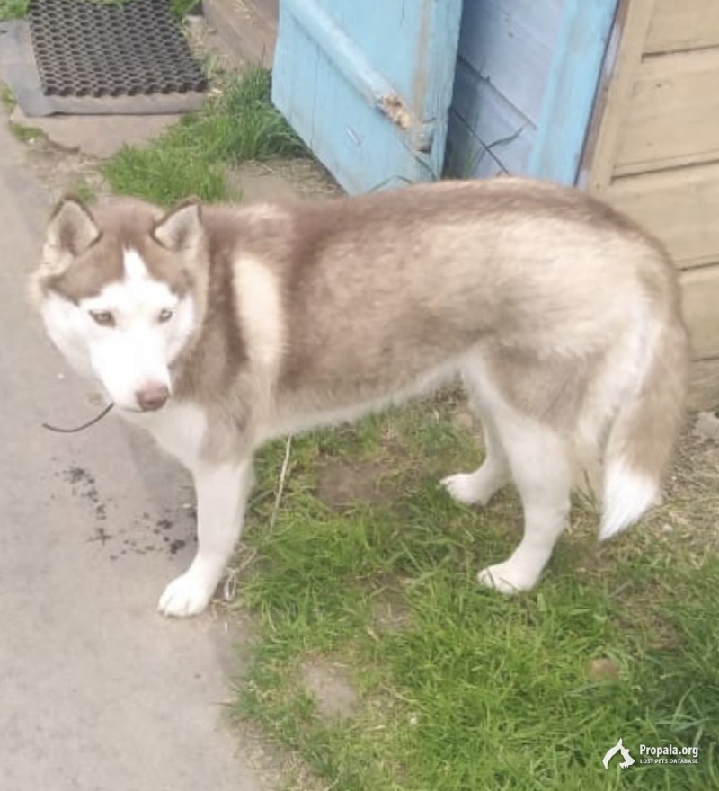 Пропала собака