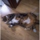 пропал кот