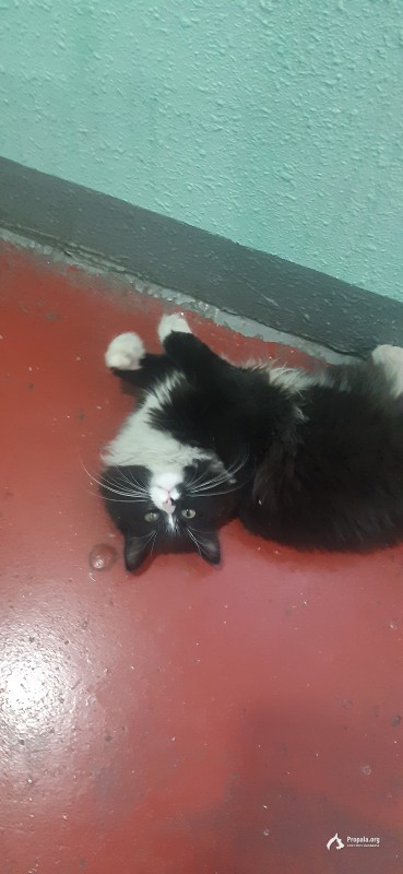 Найдена в подъезде домашняя черно-белая кошка