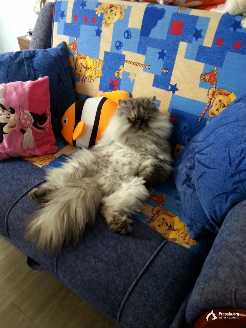 Пропала кошка в Шереметьевке