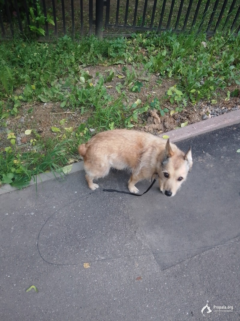 Пропала собака по кличке Соня