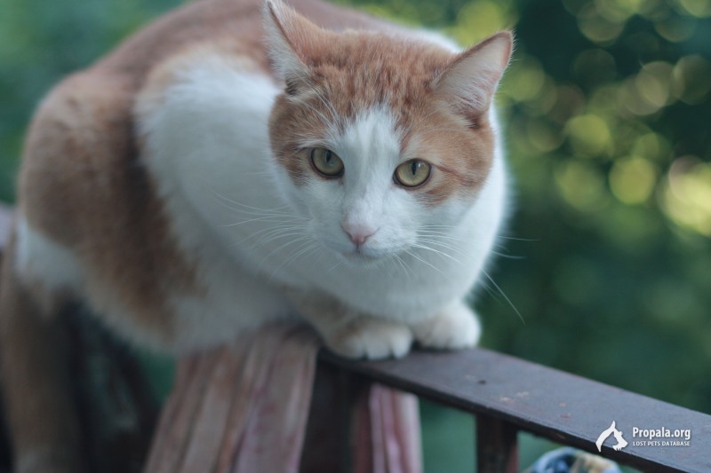 Пропал кот