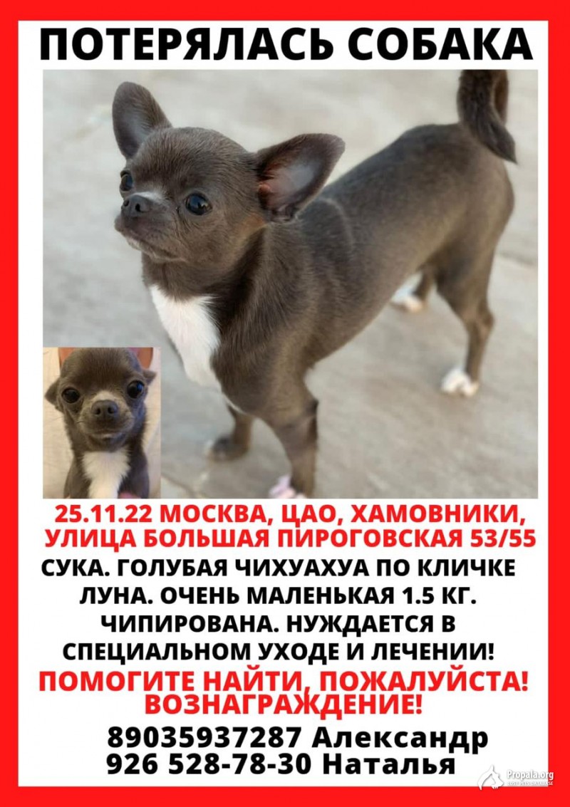пропала собака чихуахуа
