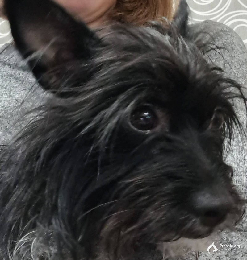 ПОТЕРЯЛАСЬ СОБАКА!