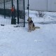 Найдена собака с ошейником и цепью