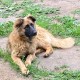 Потерялась рыжая молодая девочка