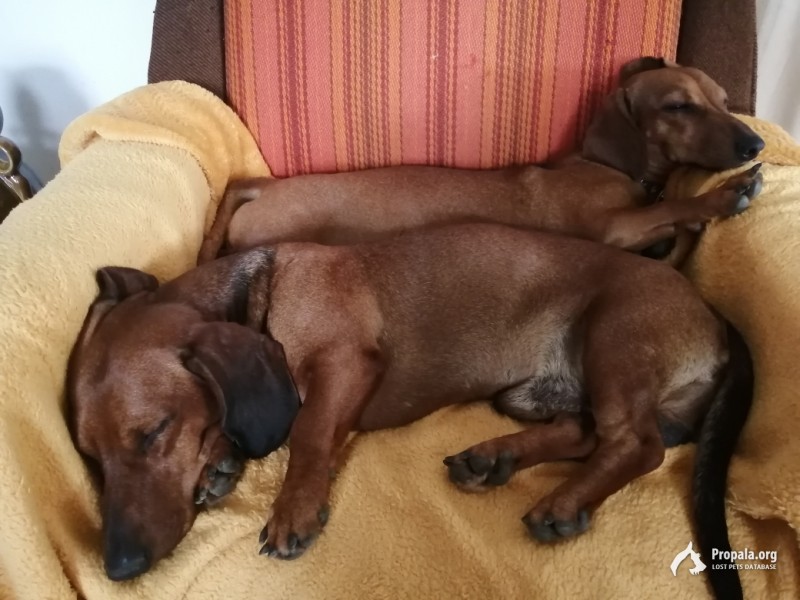 Пропала такса