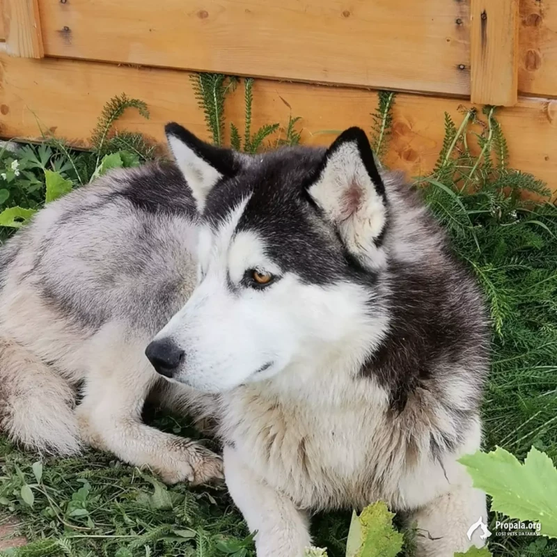 Найден Хаски Пушкинский район