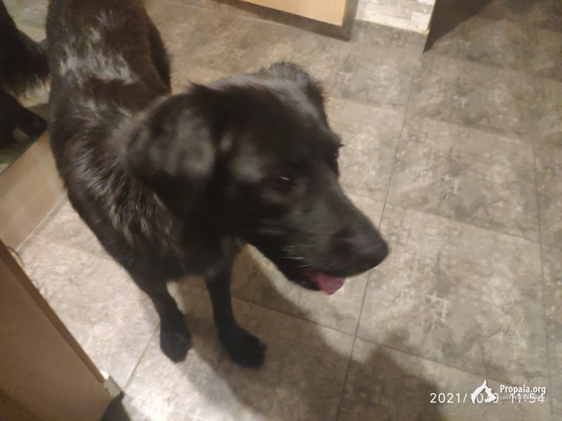 Пропала собака. метис лабрадора