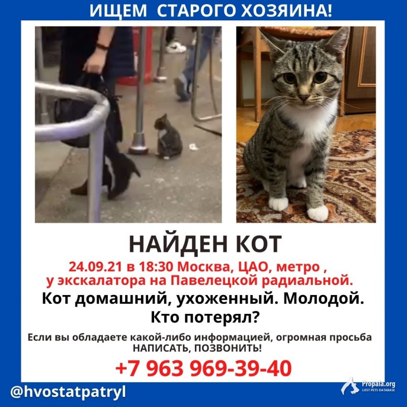 Найден кот метро Павелецкая 