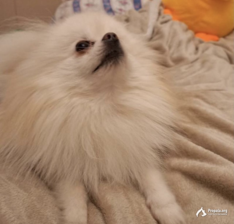 ПРОПАЛА СОБАКА. ПОМЕРАНСКИЙ ШПИЦ