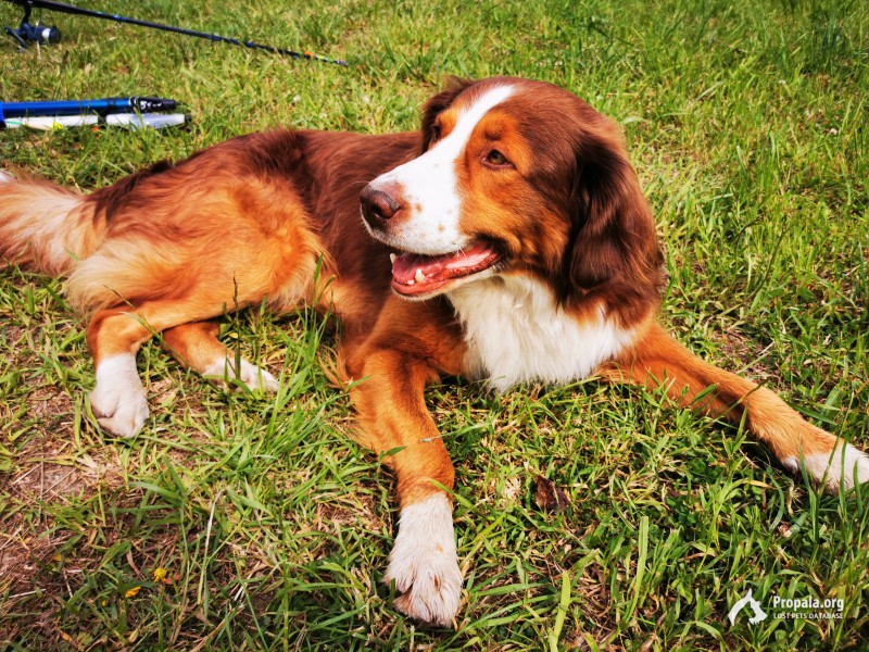 Найден дружелюбный пёс. Ищем хозяина!