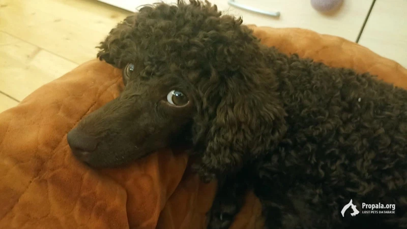 !!! ПРОПАЛА СОБАКА!!!