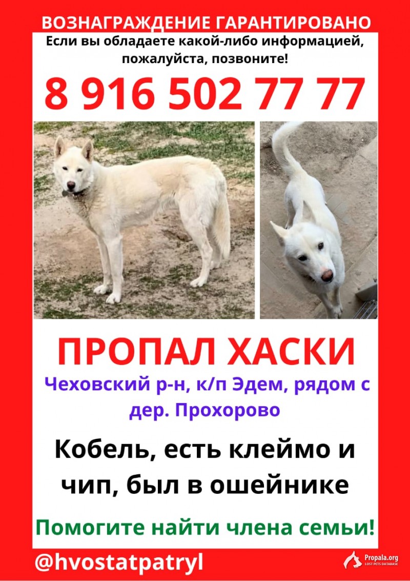 Пропал сибирский хаски