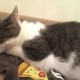 Пропала кошка