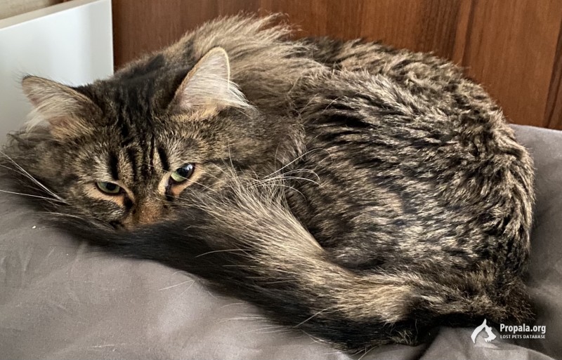 Пропал кот (Москва, 1-й Сельскохозяйственный проезд, 5)