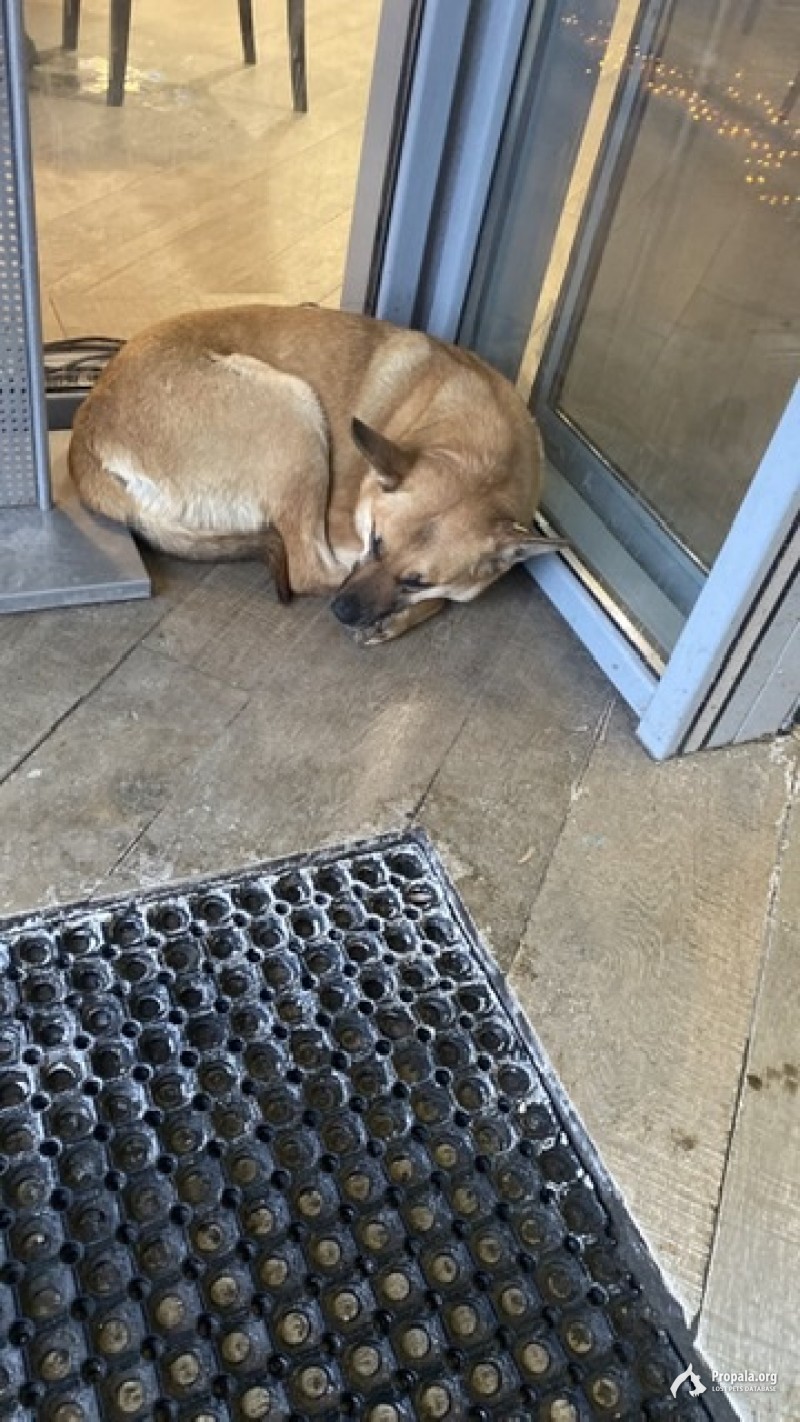 Рыжая короткошёрстная собака