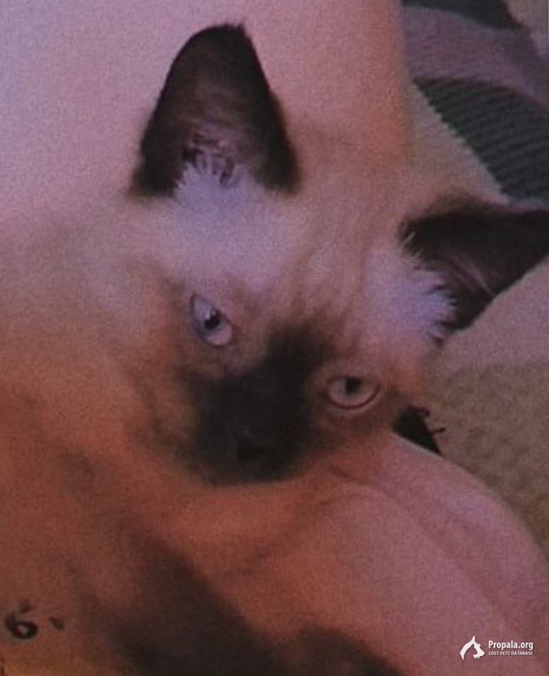 Пропал котёнок помогите пожалуйста найти