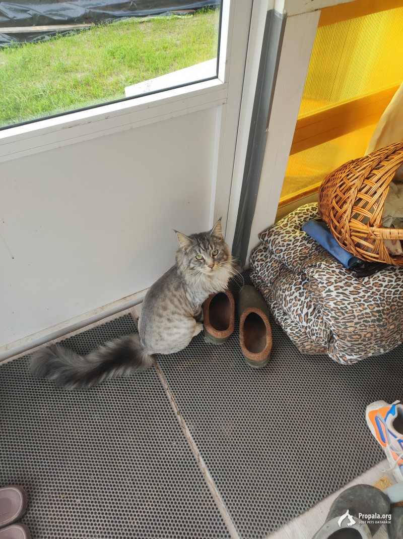 Пропал Мэйн-кун Прошу помочь кто чем сможет