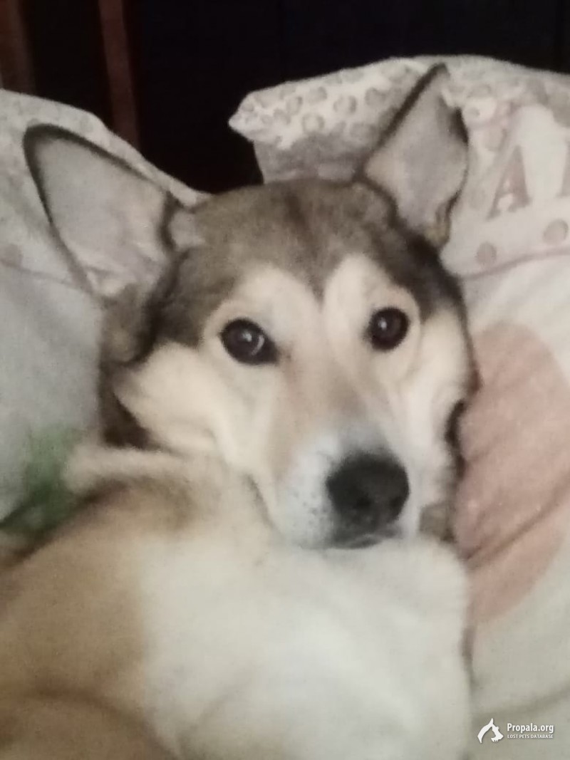 Пос.Литвиново, Фрязино, Фряново